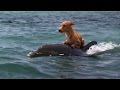 DOLPHIN & DOG SPECIAL FRIENDSHIP - Vangelis: Song Of The Seas