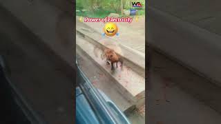 Poor Animal Got Electric Shock Electrical