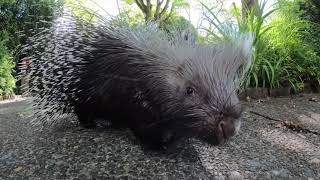 Crested Porcupine Sharpie Turns 15