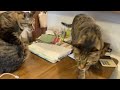 a fight between two cat siblings that can t be helped