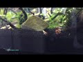 female crystal red shrimp prl shrimptank 20150531 clip 1