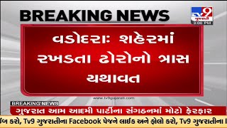 Two girls were hit by stray cattle in Vadodara; injuries being treated in hospital | TV9GujaratiNews