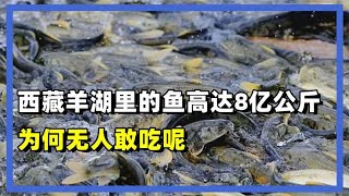 西藏羊湖里的鱼高达8亿公斤，随手就能捞到一堆，为何无人敢吃？