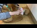 柴犬ルル　＃154 オムツ再チャレンジ　トイレットペーパー u0026ヒート　ショック