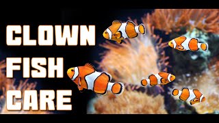 Everything you need to know about keeping CLOWNFISH in a HOME AQUARIUM