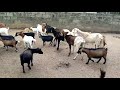 Boer, Kalahari and Wad on the farm.