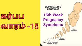 கர்ப்ப வாரம் 15| 15th Week Pregnancy in Tamil | What to Expect in Tamil | LuckyTips