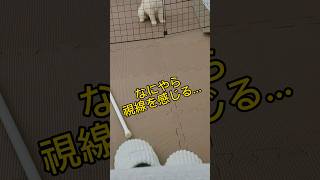 【熱望】熱い視線で訴えかける子犬さん　#shorts#puppy #ポメラニアン #豆柴 #mix犬 #柴犬 #子犬 #ポメ豆柴 #ポメ柴 #かわいい #成長記録 #愛犬 #ペット#おねだり