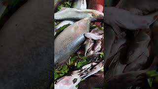 নদীর মাছ সস্তায়। #fish #fishing #livenews02 #fishmarket #মাছবাজার #shorts #dhakareport24 #fishing