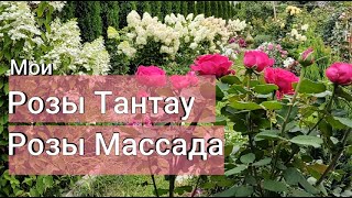 МОИ РОЗЫ ТАНТАУ 2ч. и РОЗЫ МАССАДА  | Сорта роз | Розы Tantau и Massad, сорта роз