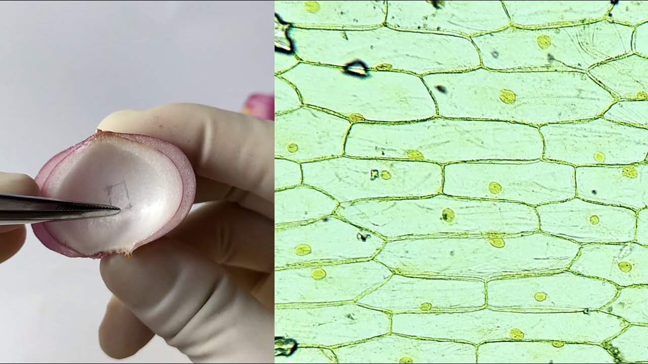 Onion Epidermal Cells Under Microscope