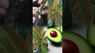 Avocado tree grafting ideas #garden  #shorts