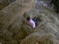 extreme hay jumping