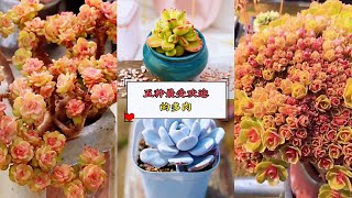 Top 10 Beautiful Succulent: 美诺仙气多肉排行榜 ，容易养护的十大最美多肉，你手里有几种？