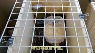 日本うずら 98日目 Japanese Quails 20170718