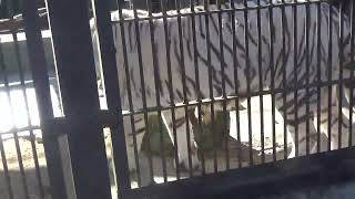 2024.1.14 宇都宮動物園☆ホワイトタイガーの双子の赤ちゃん_02