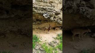 Sindh Ibex with Kids at Khirthar National Park Gadap Malir Karachi #wildlife #karachi #faizbrohi