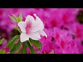 ツツジ　山田池公園　2018　大阪府枚方市 azalea in yamadakeike park hirakata shi osaka japan