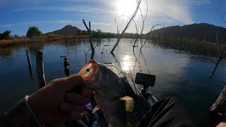 Fall Bass Fishing In The Trees