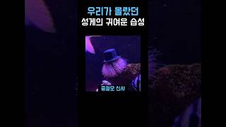 패션을 좀 아는 바닷속 성게 #shorts