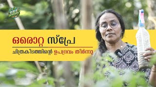 ഒരൊറ്റ സ്പ്രേ ! ചിത്രകീടത്തിൻ്റെ ഉപദ്രവം തീർന്നു | Special Organic Spray For Farming | Prs Kitchen