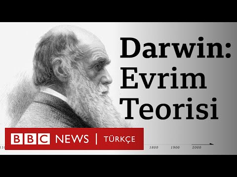 Evrim Teorisinin Anlamı - Ansiklopedi - 2024