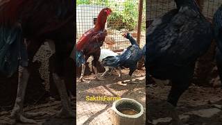 💥cage breeding setup💢⁉️ @SakthiFarms