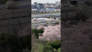 東白鬚公園　墨田区堤　桜　♬　対岸・汐入公園　荒川区南千住　高層マンション　☆　さくら　ソメイヨシノ　✿　桜並木　♬　隅田川　水神大橋　～　Tokyo Cherry Blossoms