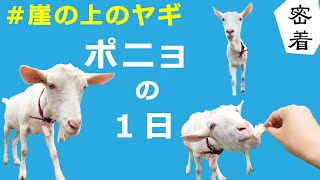 ～佐倉草ぶえの丘仲間入り1周年記念～　崖の上のヤギ・ポニョの1日（2021/9/27）佐倉市