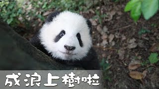 《熊貓早晚安》再靠近一點點，我就抱你走 | iPanda熊貓頻道