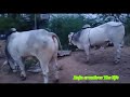 బండ లాగే 6 పళ్ళ ఒంగోలు ఎద్దులు అమ్మకానికి ongole bulls