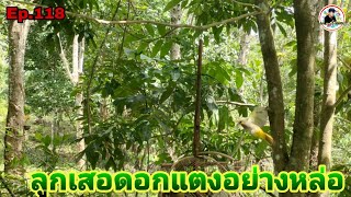 เสียงนกดอกแตงEp.118 นกดอกแตงลูกเสอพึ่งขึ้นหัดคึกตัวเมีย(Stripe-throated Bulbul)