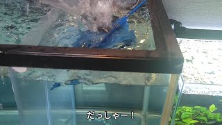 ピラニア水槽  40  水カビ病が再発しました。皆で薬浴。１人隔離病棟へ。【病気につき閲覧注意】