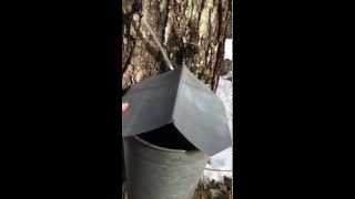 How Much Sap From A Maple Tree