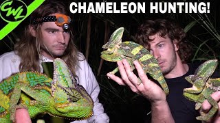 CHAMELEON HUNTING IN FLORIDA!!!