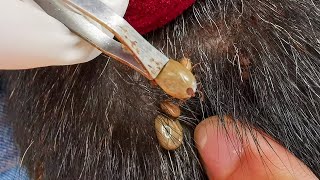 Help Remove Ticks From Dog - Using Tweezers To Remove Ticks All From Dog's Body Live In Village