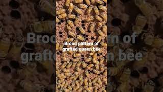 Brood pattern of grafted queen bee #bee #queenrearing #honeybee #beefarm