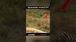 ज़ेबरा ने दोस्त की जान बचायी 🦓#shorts #animals