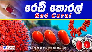 රෙඩ් කොරල් | රතු කොරල් | RED CORAL | SAMEERA GEMS