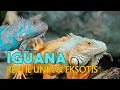 FAKTA DIBALIK KEUNIKAN IGUANA, REPTIL MISTERIUS & EKSOTIS ‼