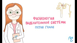 Физиология выделительной системы. Петля Генле. Поворотно-противоточный механизм.