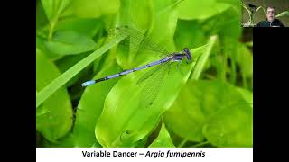 Dragonflies and Damselflies of Virginia