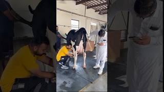 #cow #cowvideos #cowdairyfarm #dairyfarm #views #likes #trending #shorts