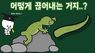 도마뱀은 꼬리를 끊고 도망갈 때 안 아픈 걸까?