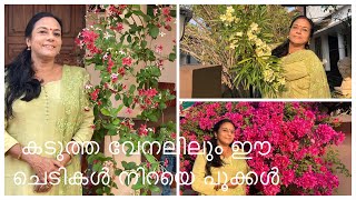 SUMMER FLOWERS 🌸🌼🌺 | കടുത്ത വേനലിലും ഈ ചെടികൾ നിറയെ പൂക്കൾ |