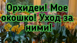 ОРХИДЕИ! УХОД ЗА НИМИ! ДРУГОЕ МОЕ ОКОШКО! НОВОСТИ!