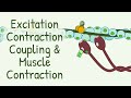 AWARD WINNING Animation Explaining Excitation Contraction Coupling & Muscle Contraction