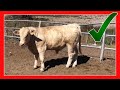 CHAROLAIS DE REGISTRO 🧬 Rancho el Barroso 🧬 hacienda Santa Martha 8