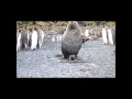 Antarctic fur seal sexualy harrasing king penguin