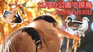 晩秋の水元公園で探鳥